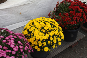 c0039736_11562418.jpg