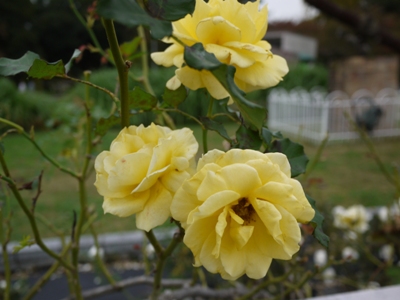 e0100046_1720850.jpg