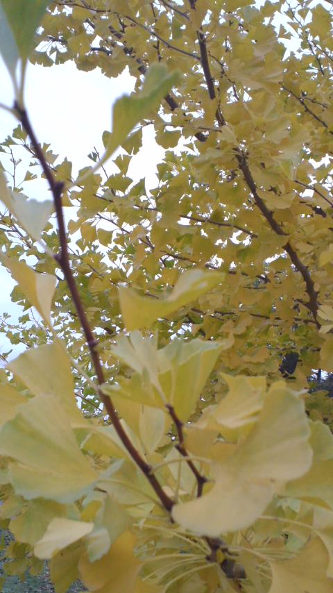 e0150852_22334740.jpg