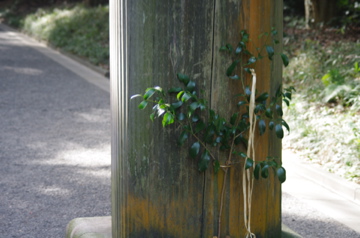 f0054677_703691.jpg
