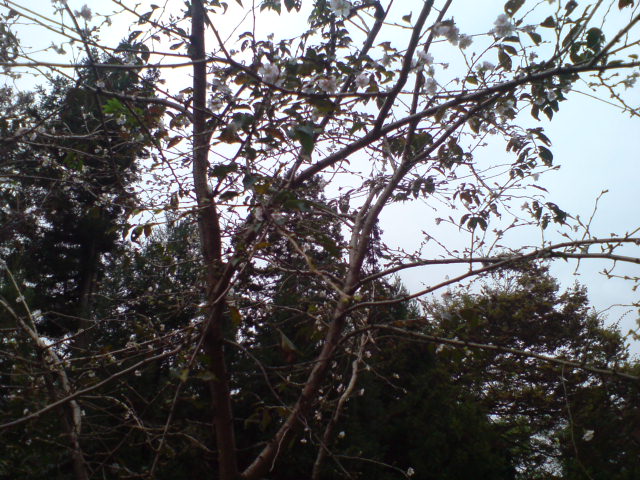 d0182179_18253233.jpg