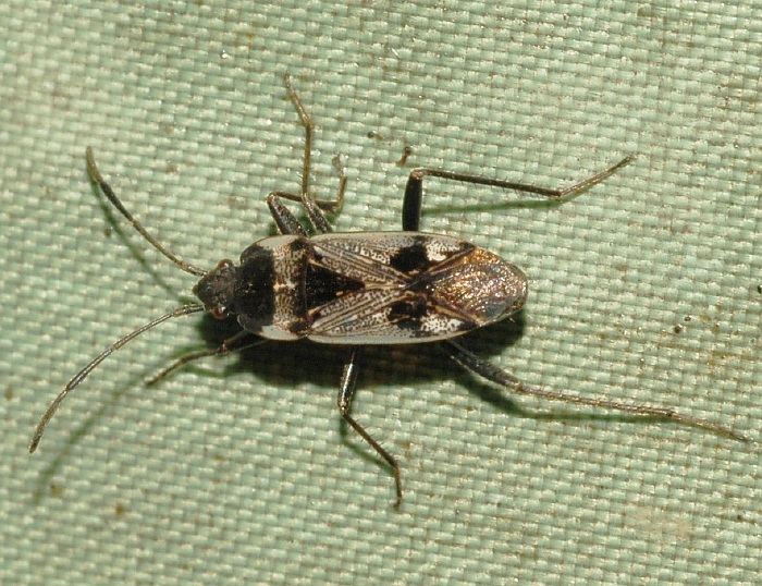 e0015780_0301458.jpg