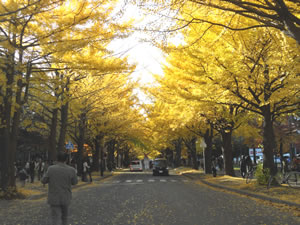 e0148889_1756437.jpg