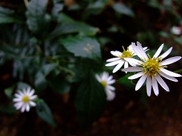 b0166100_8375576.jpg