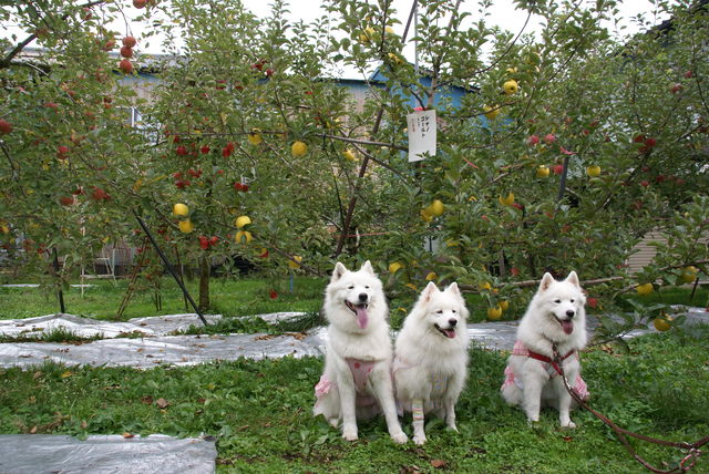 e0018604_14323641.jpg