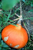 a0113208_2321043.jpg