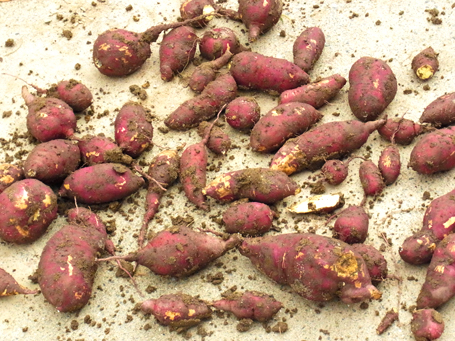 c0226214_773276.jpg