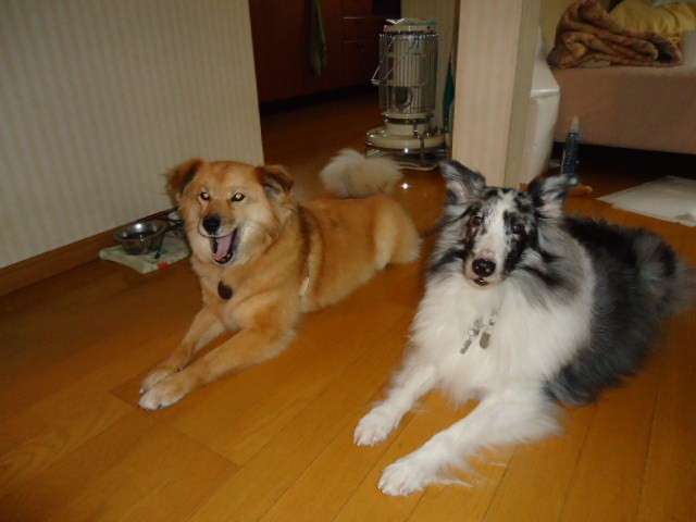c0150520_18544527.jpg