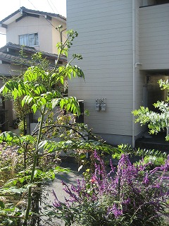 f0139520_2052687.jpg