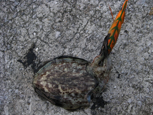 a0168837_04215.jpg