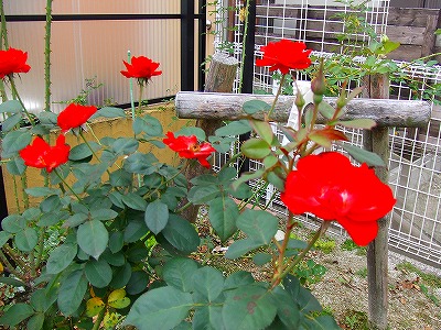a0104162_1151417.jpg