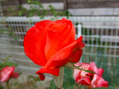 a0104162_1151526.jpg
