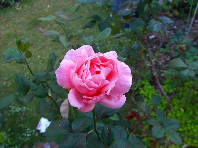 a0104162_11523368.jpg