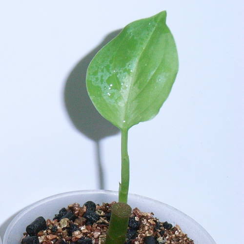 d0249970_2263998.jpg