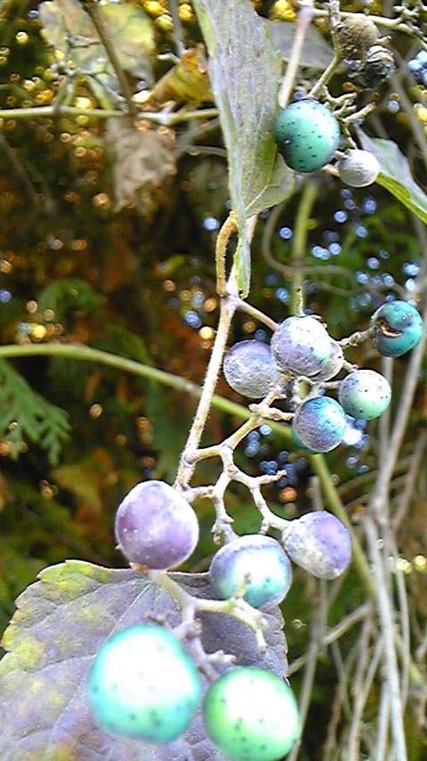 e0118274_21274610.jpg
