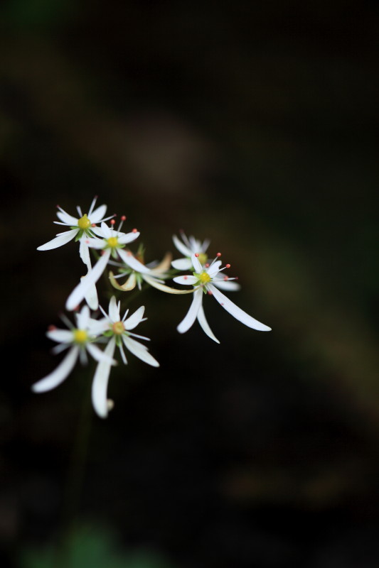 c0148777_2013163.jpg