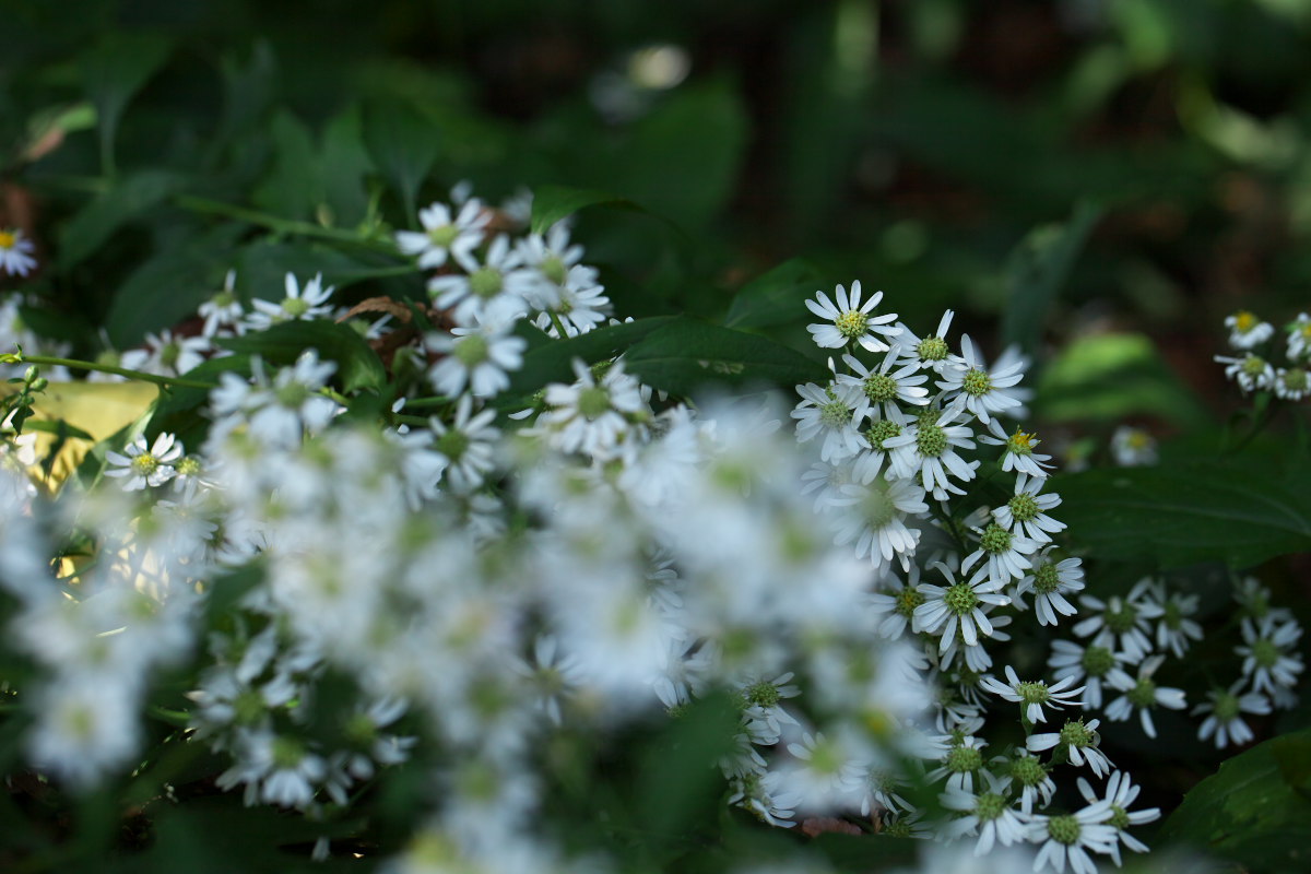 a0083081_16313551.jpg
