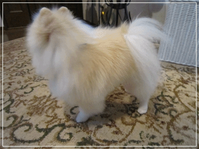 b0167519_22313968.gif