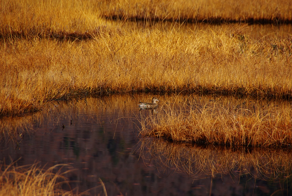 b0062024_19375475.jpg