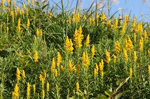 e0156339_1110781.jpg