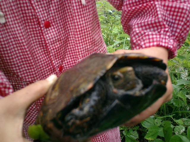 b0132746_2011375.jpg