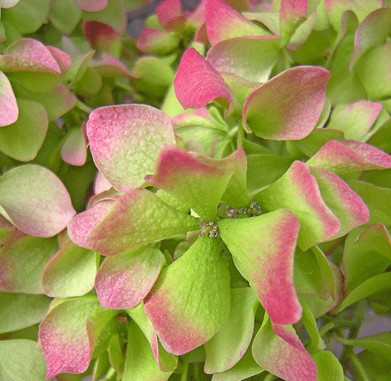 a0001354_22111219.gif