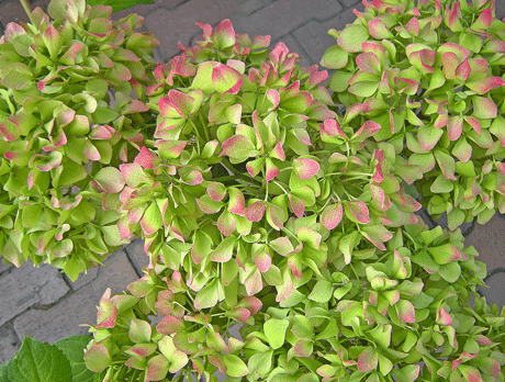 a0001354_229197.gif