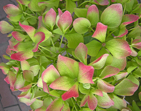 a0001354_229389.gif