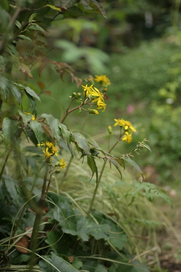 c0186463_17551087.jpg