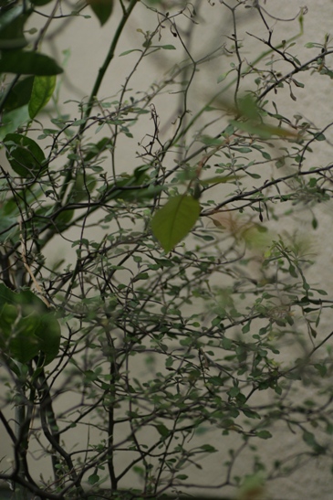 c0186463_1810564.jpg