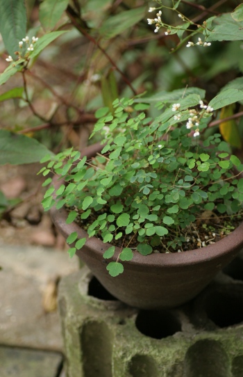 c0186463_1873497.jpg