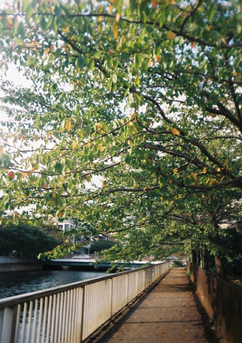 e0164571_126036.jpg