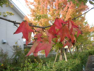 c0029190_2355924.jpg