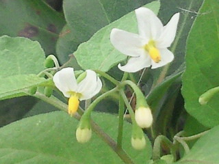 c0208099_1305269.jpg