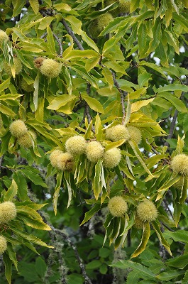 b0171411_1313101.jpg