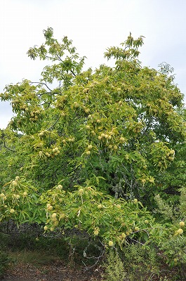b0171411_13131974.jpg