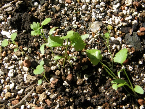 c0158916_1043241.jpg