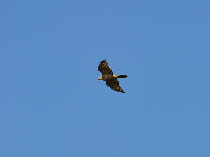 d0155021_14264193.jpg