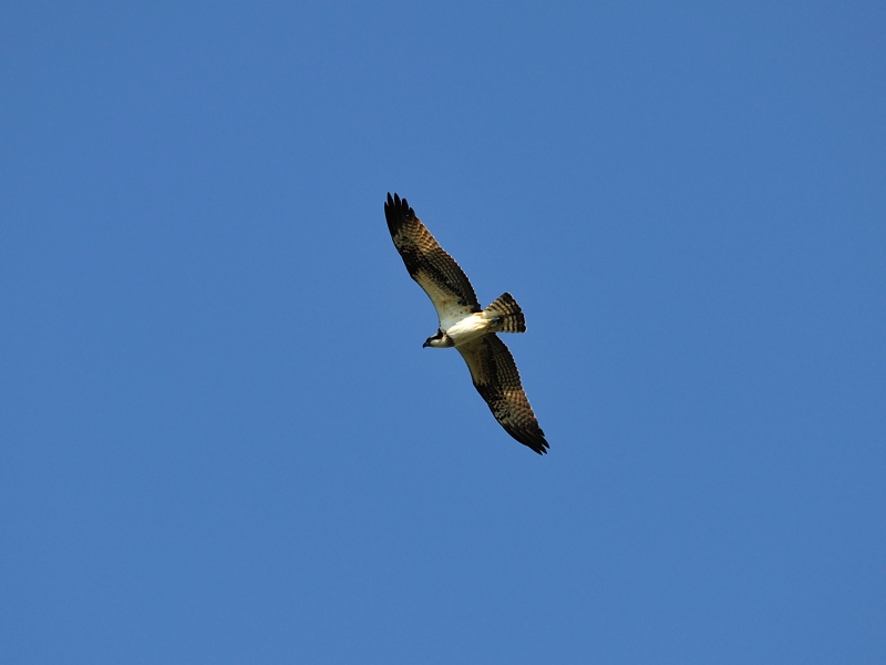 d0155021_14265477.jpg