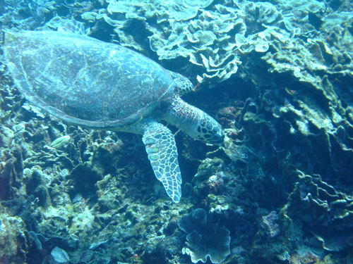 d0060326_1749452.jpg