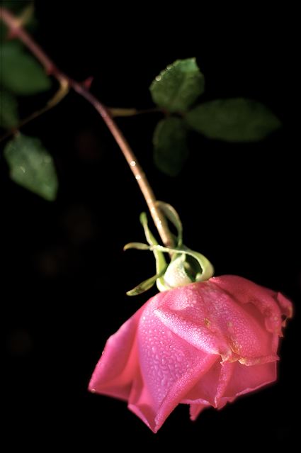 b0168859_10231033.jpg