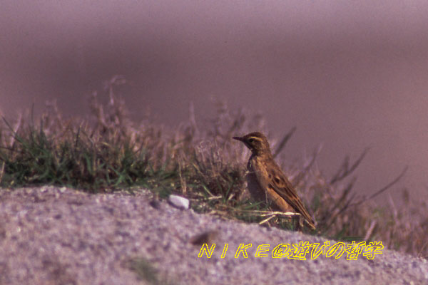 e0000968_1310482.jpg