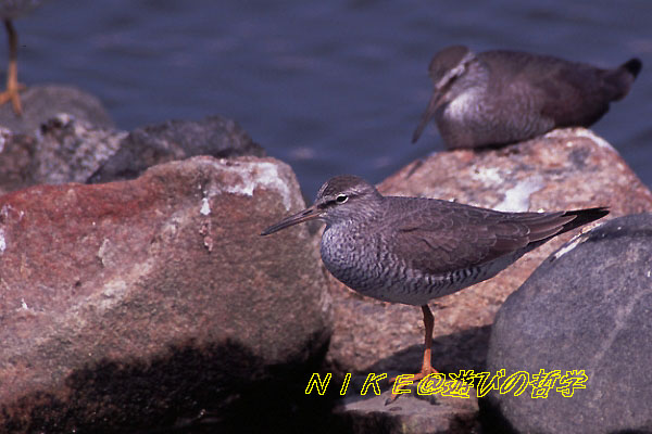 e0000968_21132055.jpg