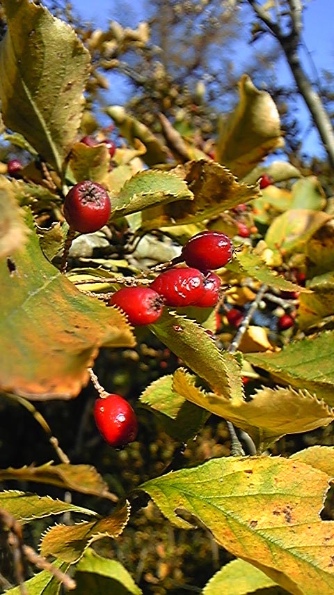 e0118274_2111947.jpg