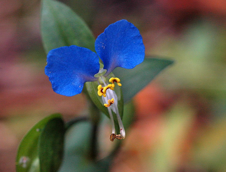 b0057679_831535.jpg