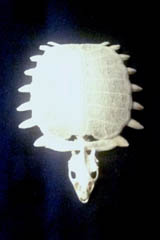 c0170789_10342710.jpg