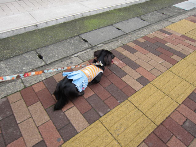 d0098295_22365910.jpg