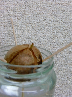 b0073616_20351086.jpg