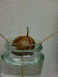 b0073616_20362482.jpg