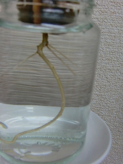 b0073616_20375392.jpg